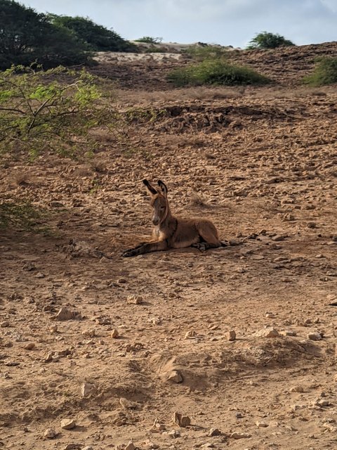 Burro na Ilha da Boa Vista