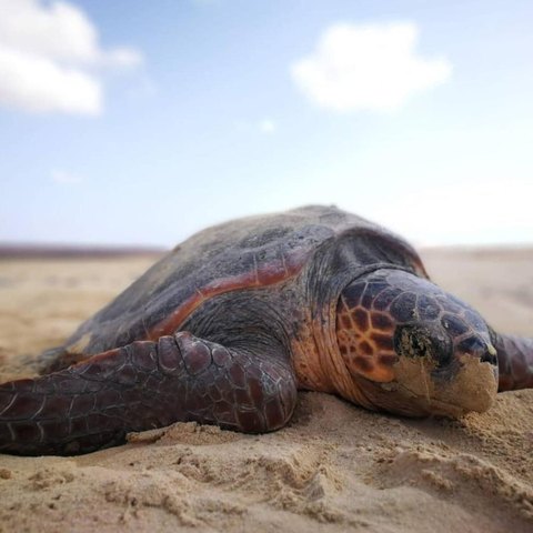 Tartaruga-marinha na Boa Vista
